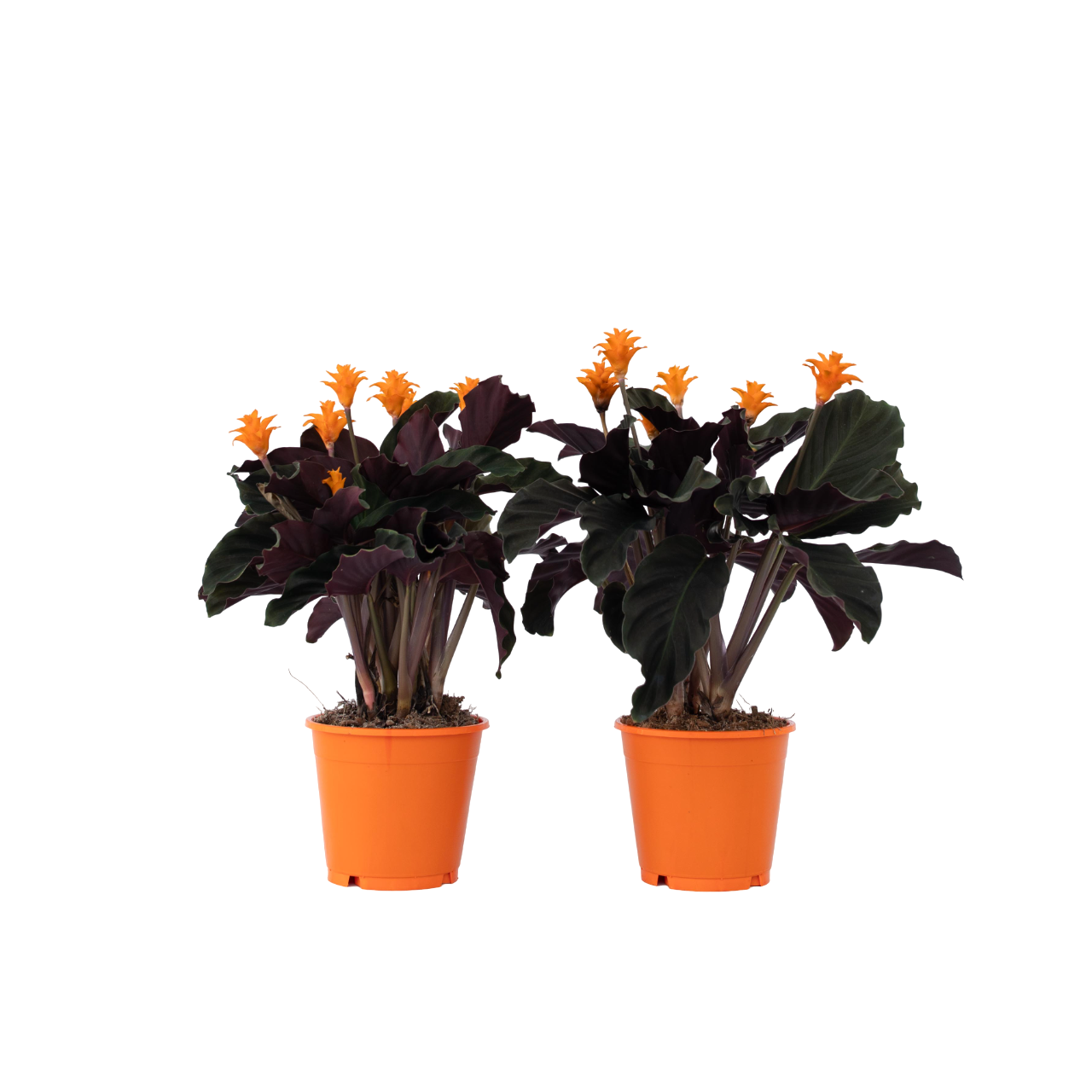 Flacară eternă - 2 buc - Calathea crocata 'Tassmania' - Înălţime 40-50cm - ⌀14cm