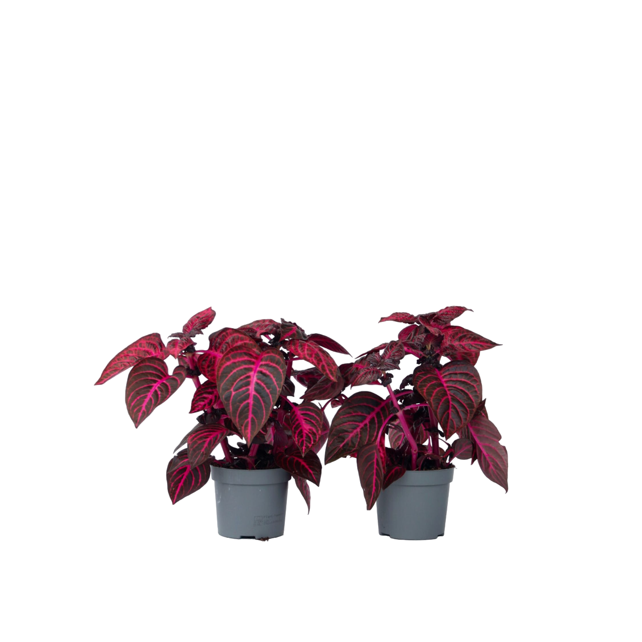Iresine - 2 buc - Iresine herbstii - Înălţime 20-30cm - ⌀13cm