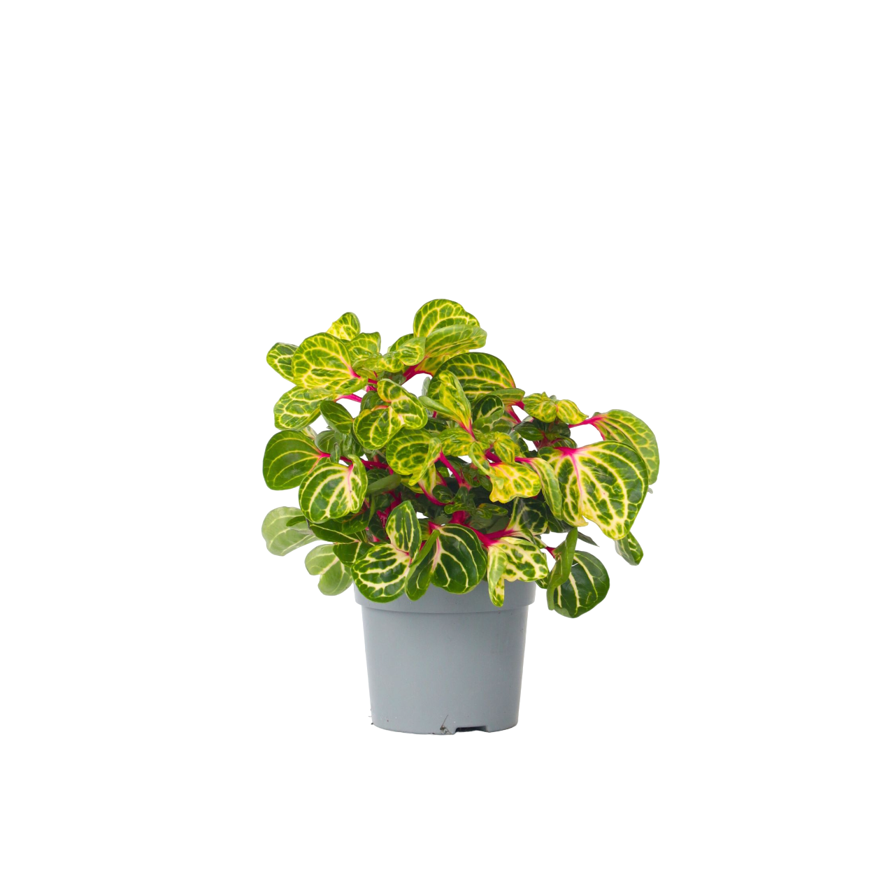 Iresine - Iresine herbstii - Înălţime 20-30cm - ⌀13cm