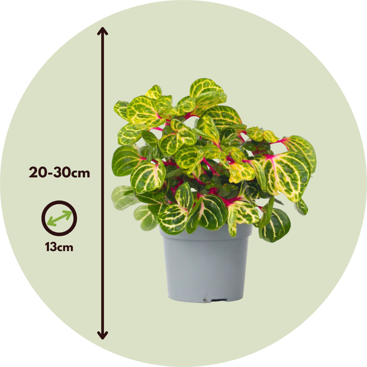 Iresine - 2 buc - Iresine herbstii - Înălţime 20-30cm - ⌀13cm