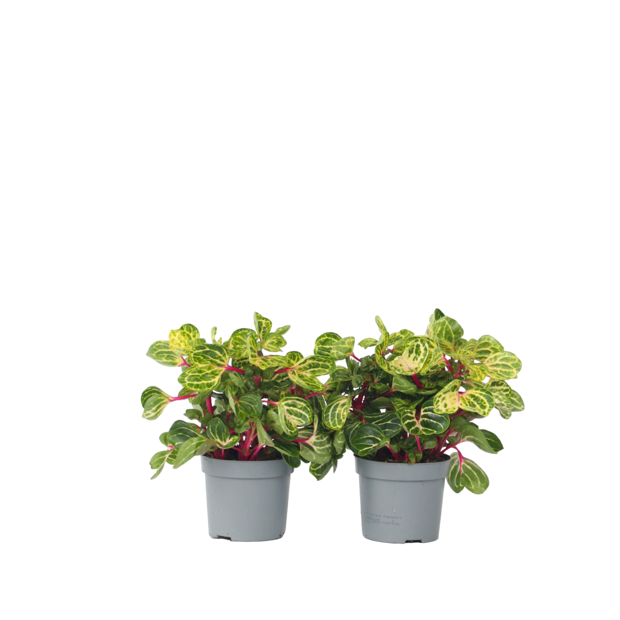 Iresine - 2 buc - Iresine herbstii - Înălţime 20-30cm - ⌀13cm