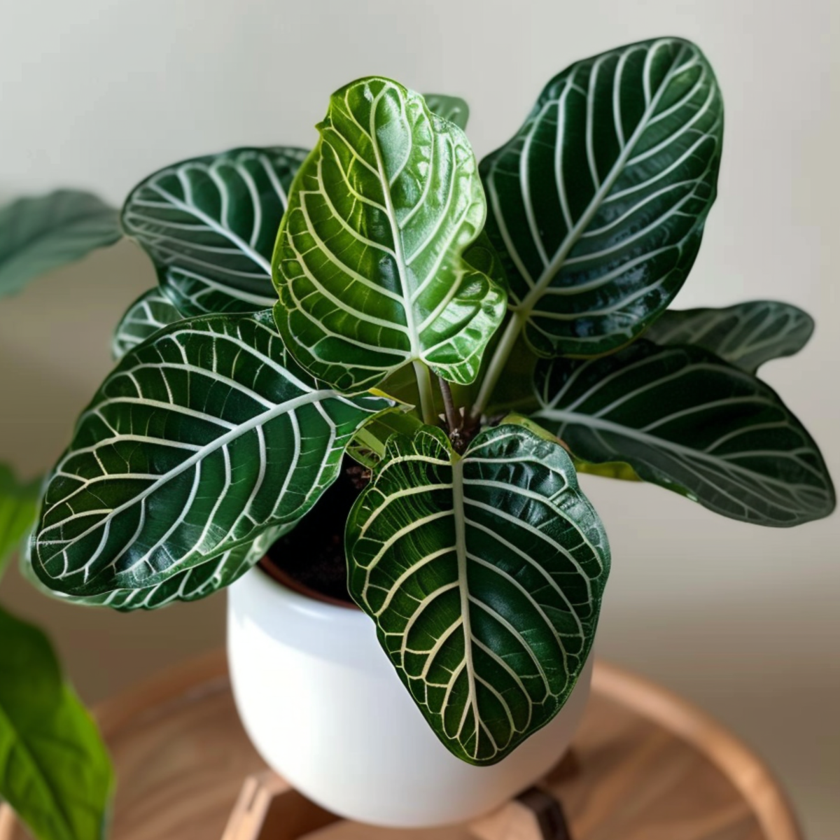 Plantă zebră - Aphelandra squarrosa 'Botanica' - Înălţime 25-45cm - ⌀13cm