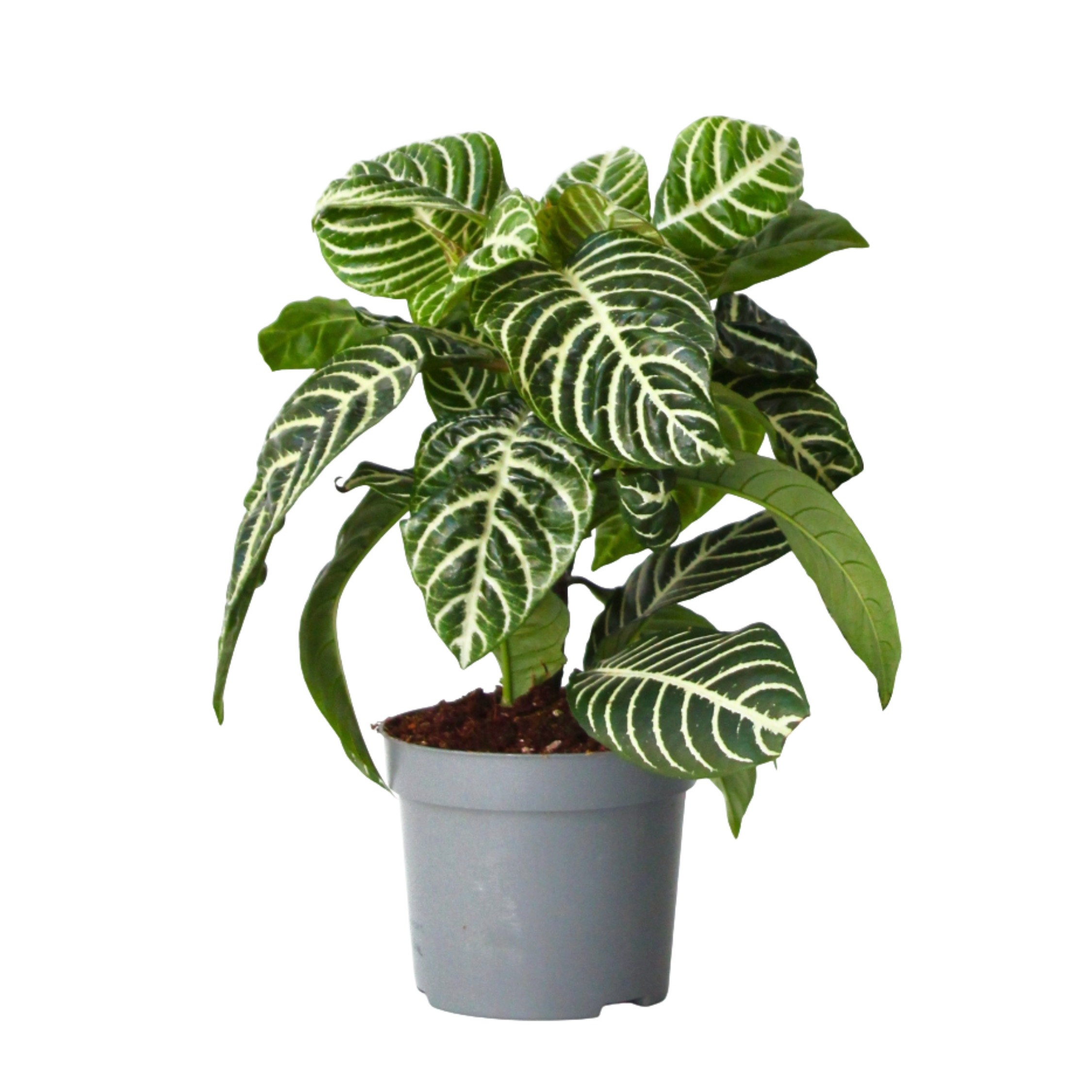 Plantă zebră - Aphelandra squarrosa 'Botanica' - Înălţime 25-45cm - ⌀13cm