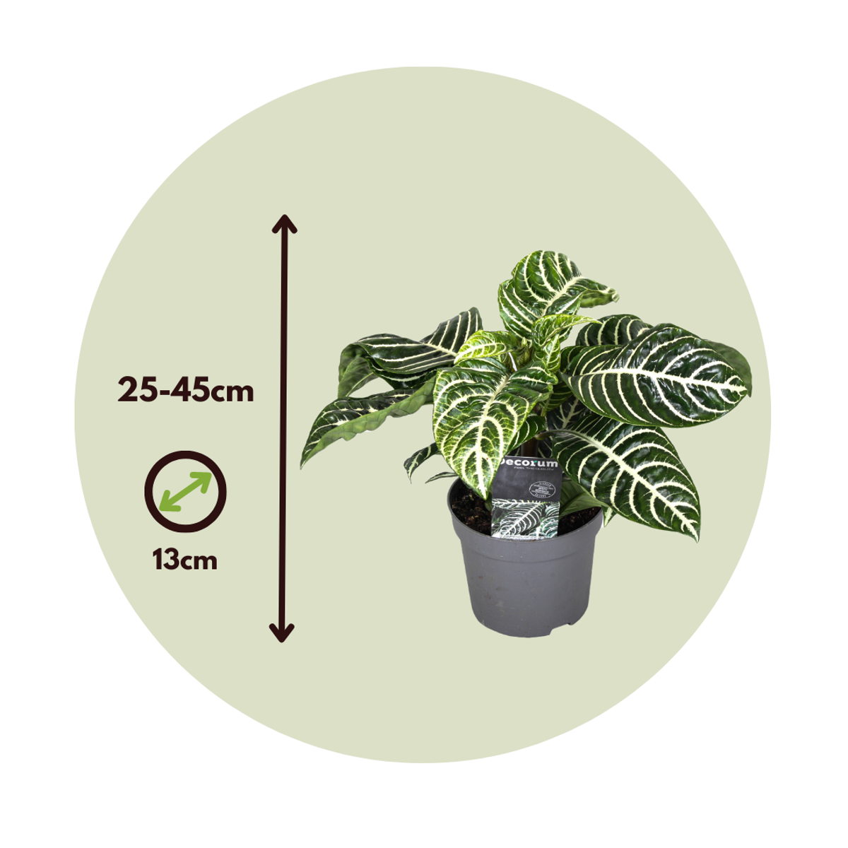 Plantă zebră - 4 buc - Aphelandra squarrosa 'Botanica' - În. 25-45cm - ⌀13cm
