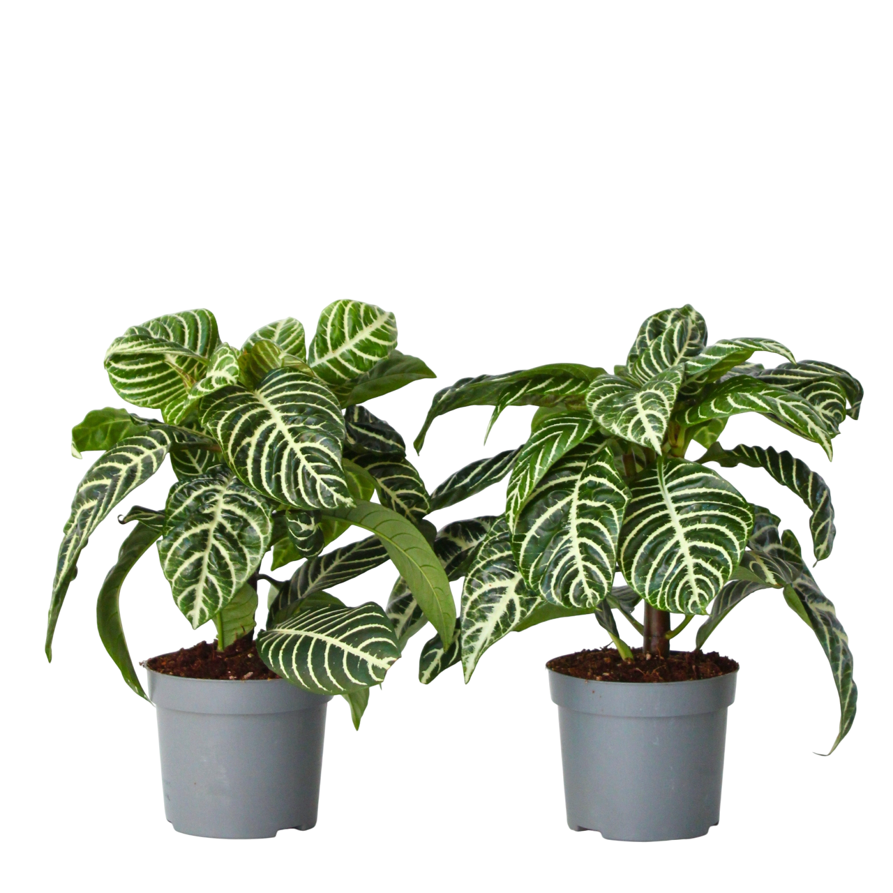 Plantă zebră - 2 buc - Aphelandra squarrosa 'Botanica' - În. 25-45cm - ⌀13cm