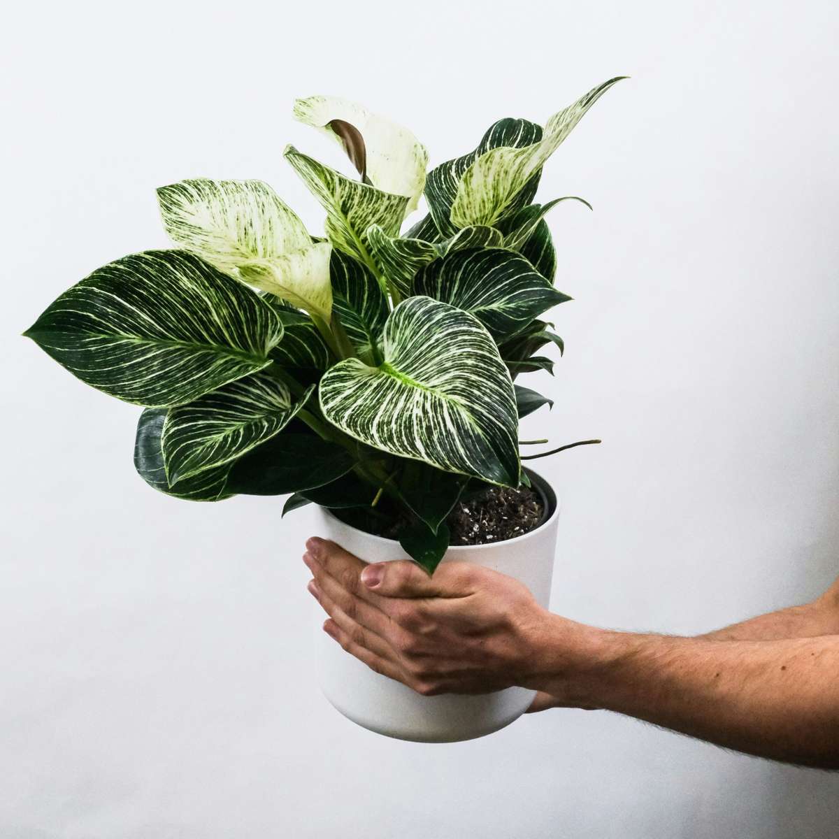 Plantă zebră - 4 buc - Aphelandra squarrosa 'Botanica' - În. 25-45cm - ⌀13cm