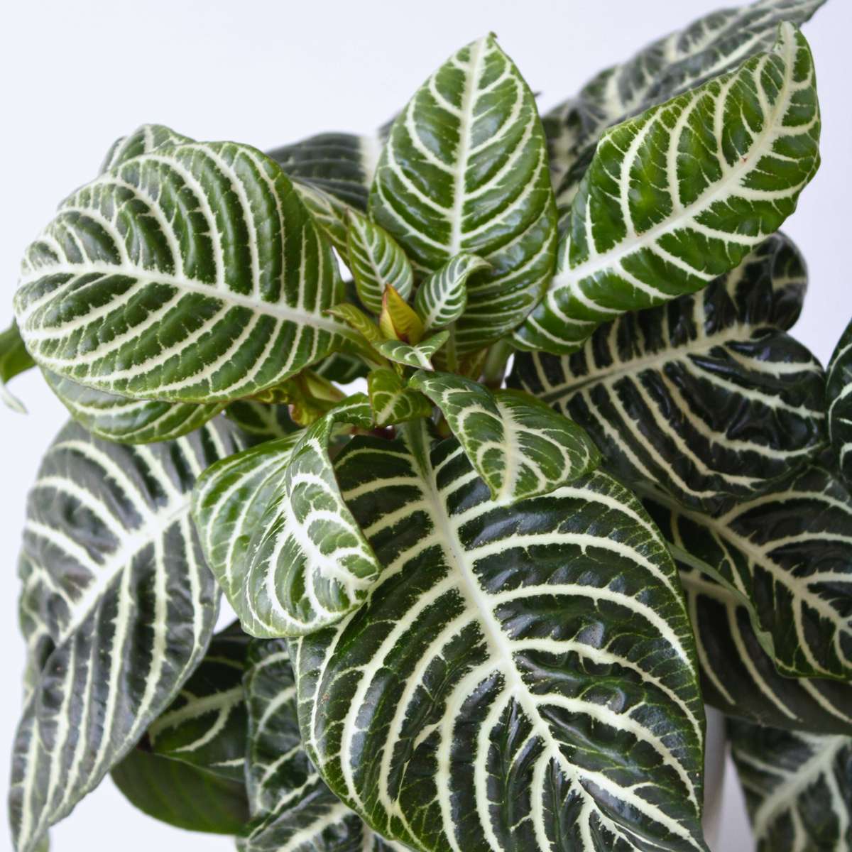 Plantă zebră - 4 buc - Aphelandra squarrosa 'Botanica' - În. 25-45cm - ⌀13cm