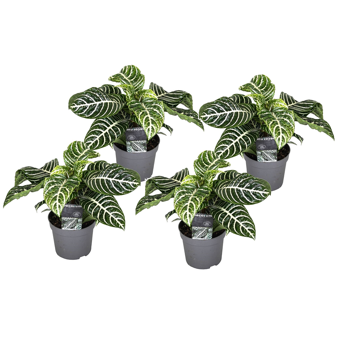Plantă zebră - 4 buc - Aphelandra squarrosa 'Botanica' - În. 25-45cm - ⌀13cm