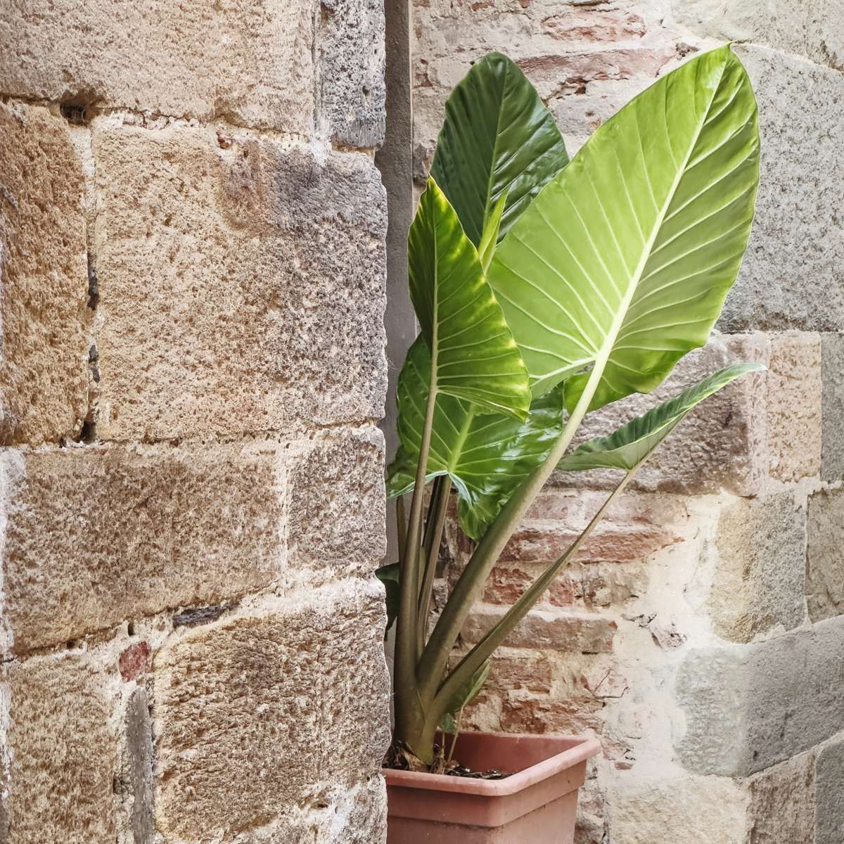 Urechea elefantului - 2 buc - Alocasia 'Odora' - Înălţime 55-75cm - ⌀17cm