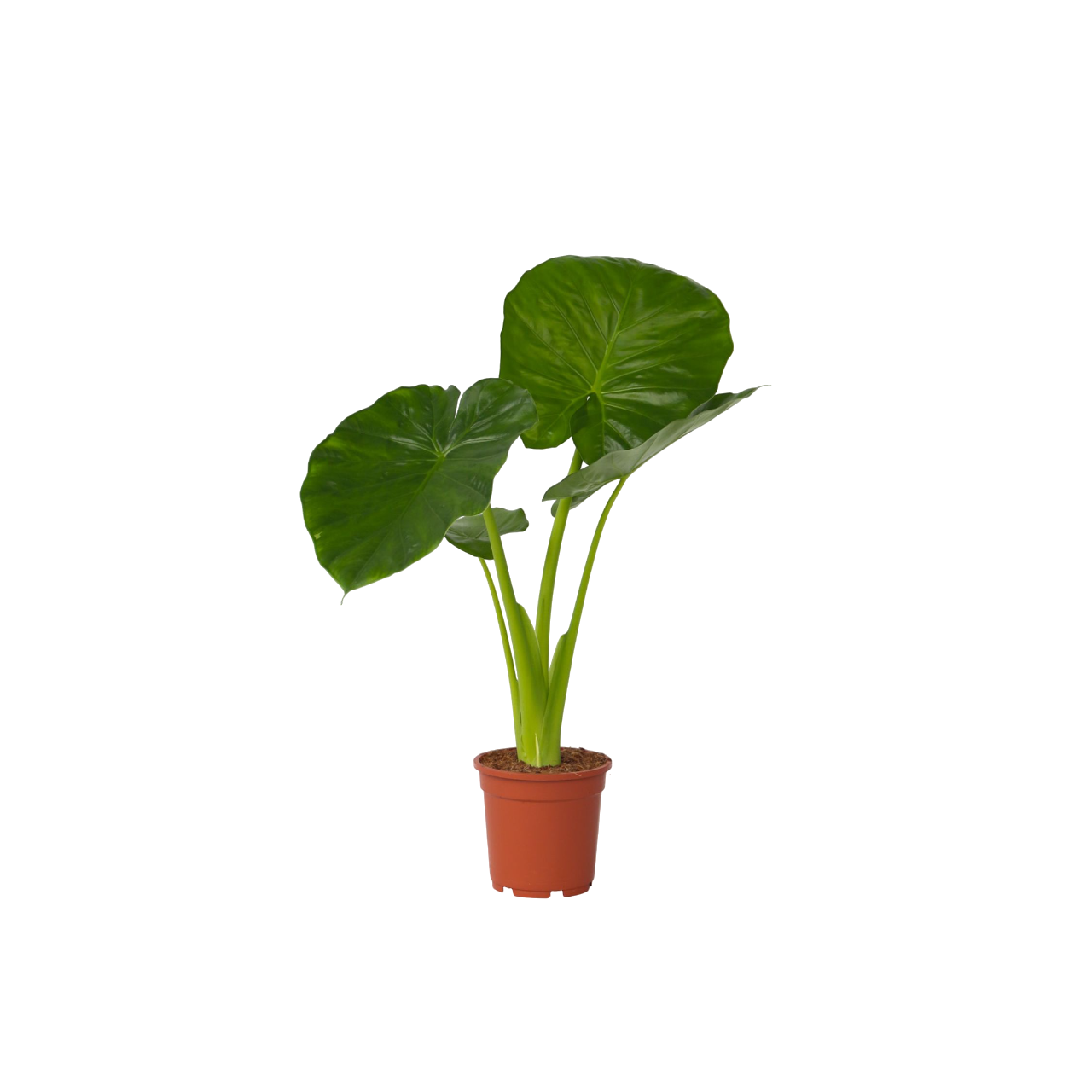Urechea elefantului - Alocasia 'Odora' - Înălţime 55-75cm - ⌀17cm