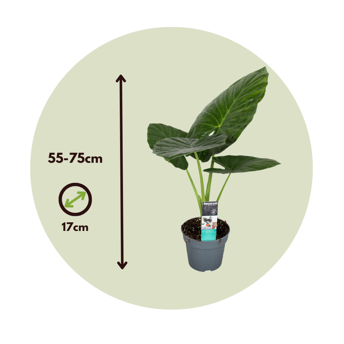 Urechea elefantului - 2 buc - Alocasia 'Odora' - Înălţime 55-75cm - ⌀17cm