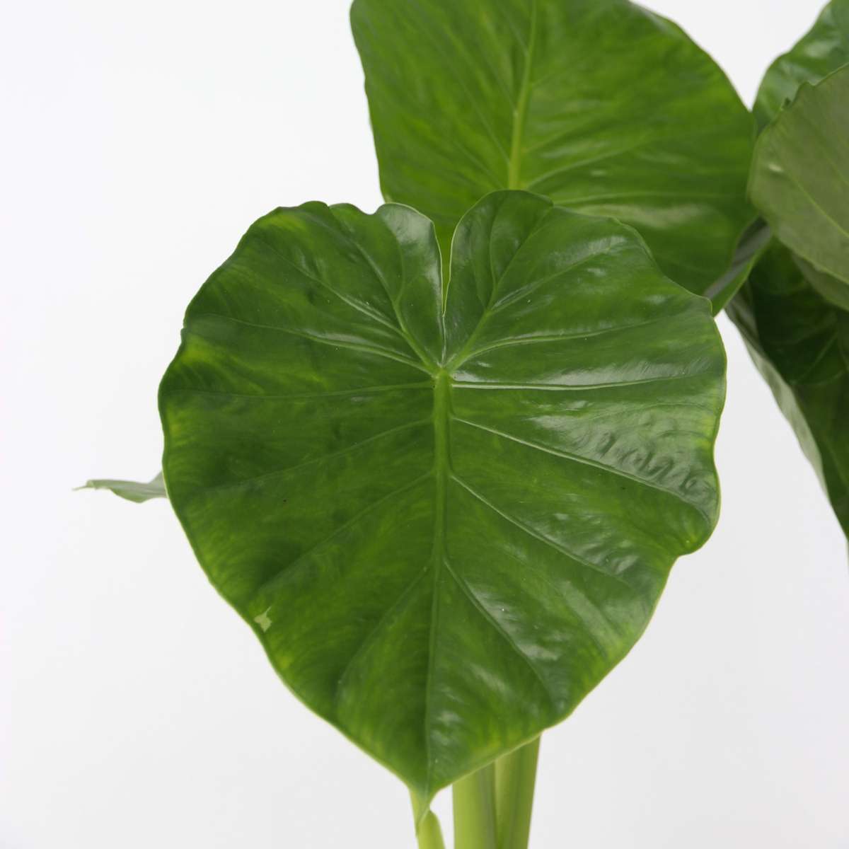 Urechea elefantului - 2 buc - Alocasia 'Odora' - Înălţime 55-75cm - ⌀17cm