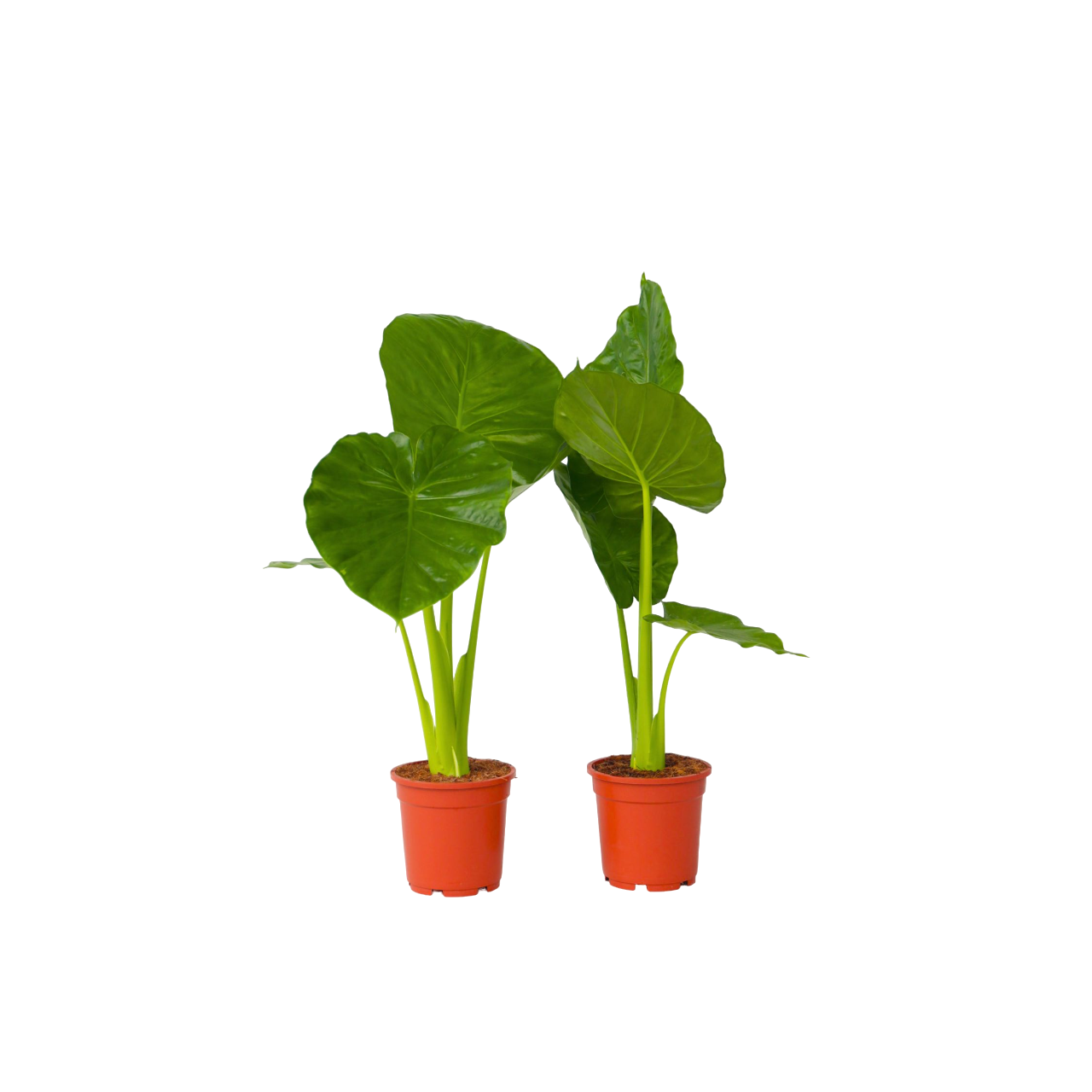 Urechea elefantului - 2 buc - Alocasia 'Odora' - Înălţime 55-75cm - ⌀17cm