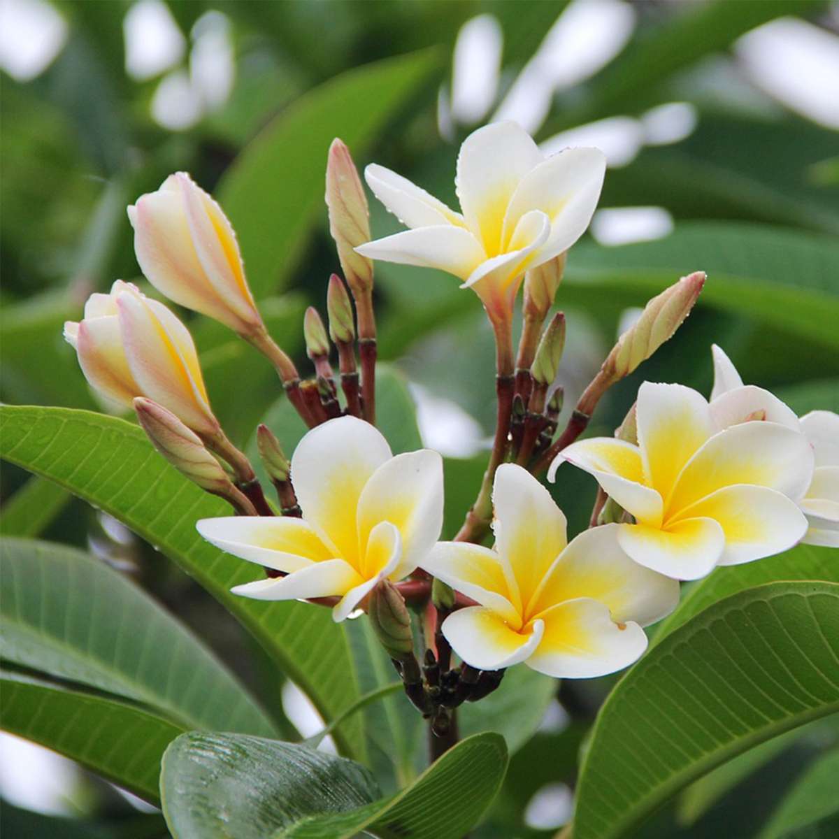 Frangipani - Plumeria rubra - Înălţime 45-55cm - ⌀17cm