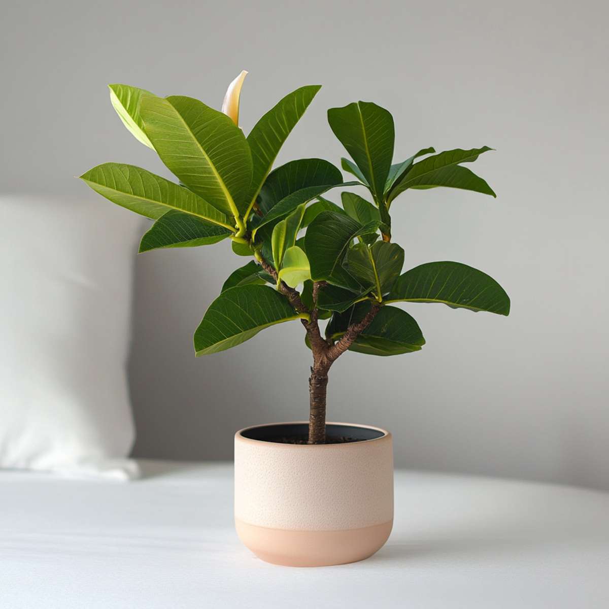 Frangipani - Plumeria rubra - Înălţime 45-55cm - ⌀17cm