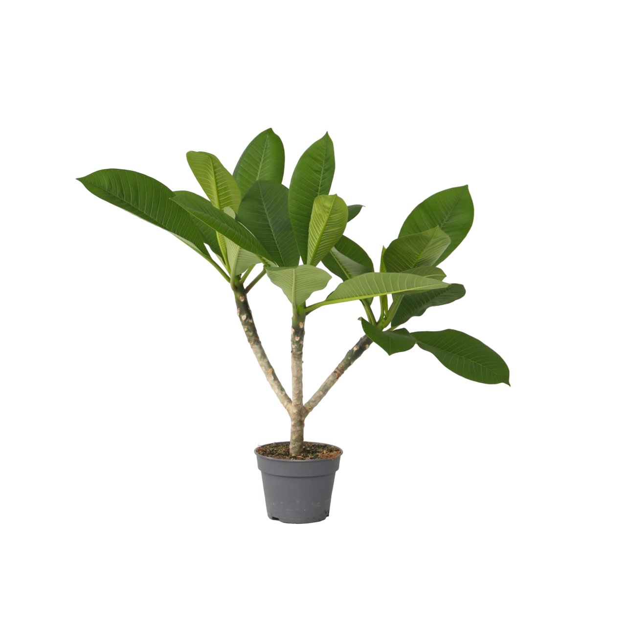 Frangipani - Plumeria rubra - Înălţime 45-55cm - ⌀17cm