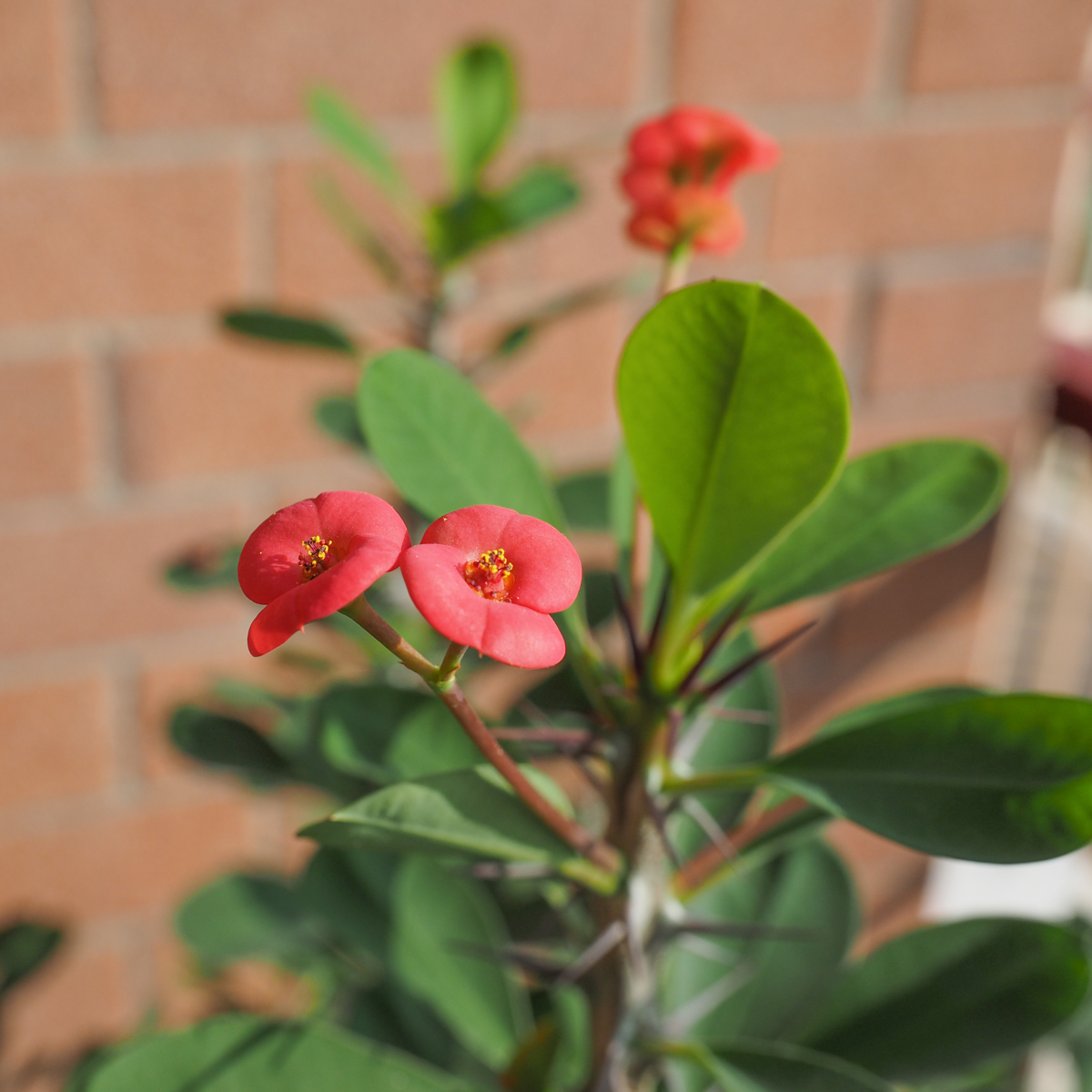 Coronița lui Hristos - Euphorbia 'Milii' - Înălţime 25-35cm - ⌀13cm