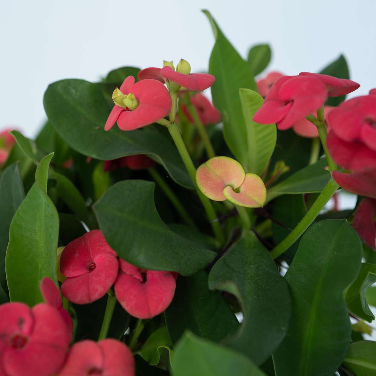 Coronița lui Hristos - Euphorbia 'Milii' - Înălţime 25-35cm - ⌀13cm