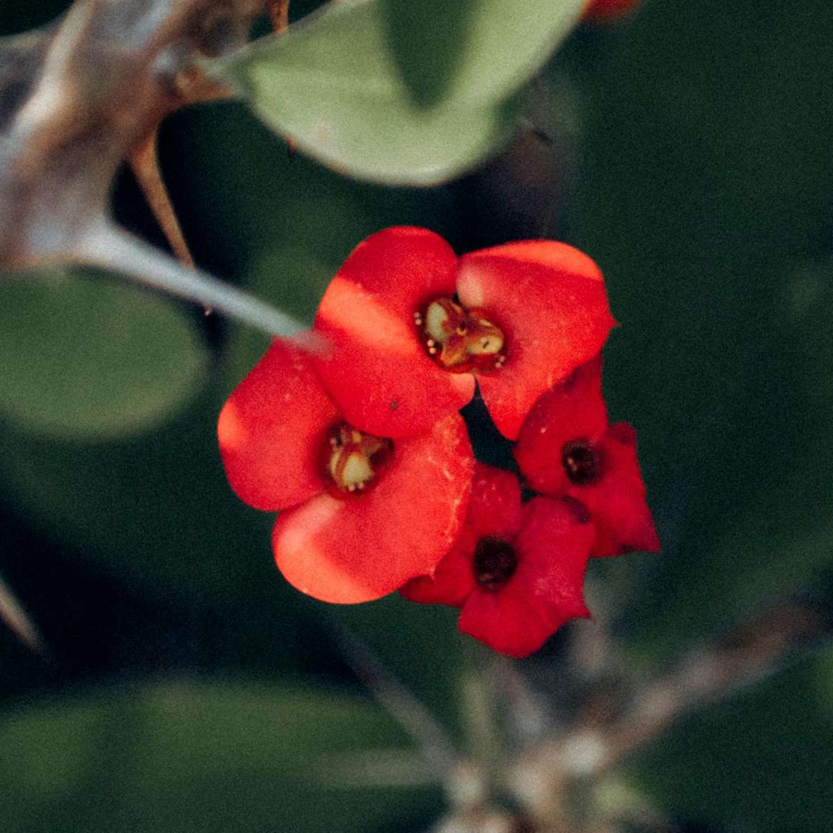 Coronița lui Hristos - Euphorbia 'Milii' - Înălţime 25-35cm - ⌀13cm