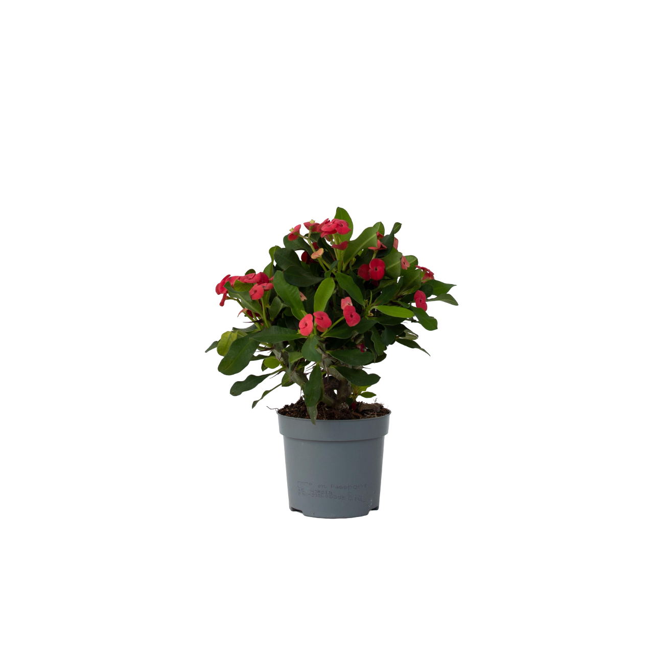 Coronița lui Hristos - Euphorbia 'Milii' - Înălţime 25-35cm - ⌀13cm