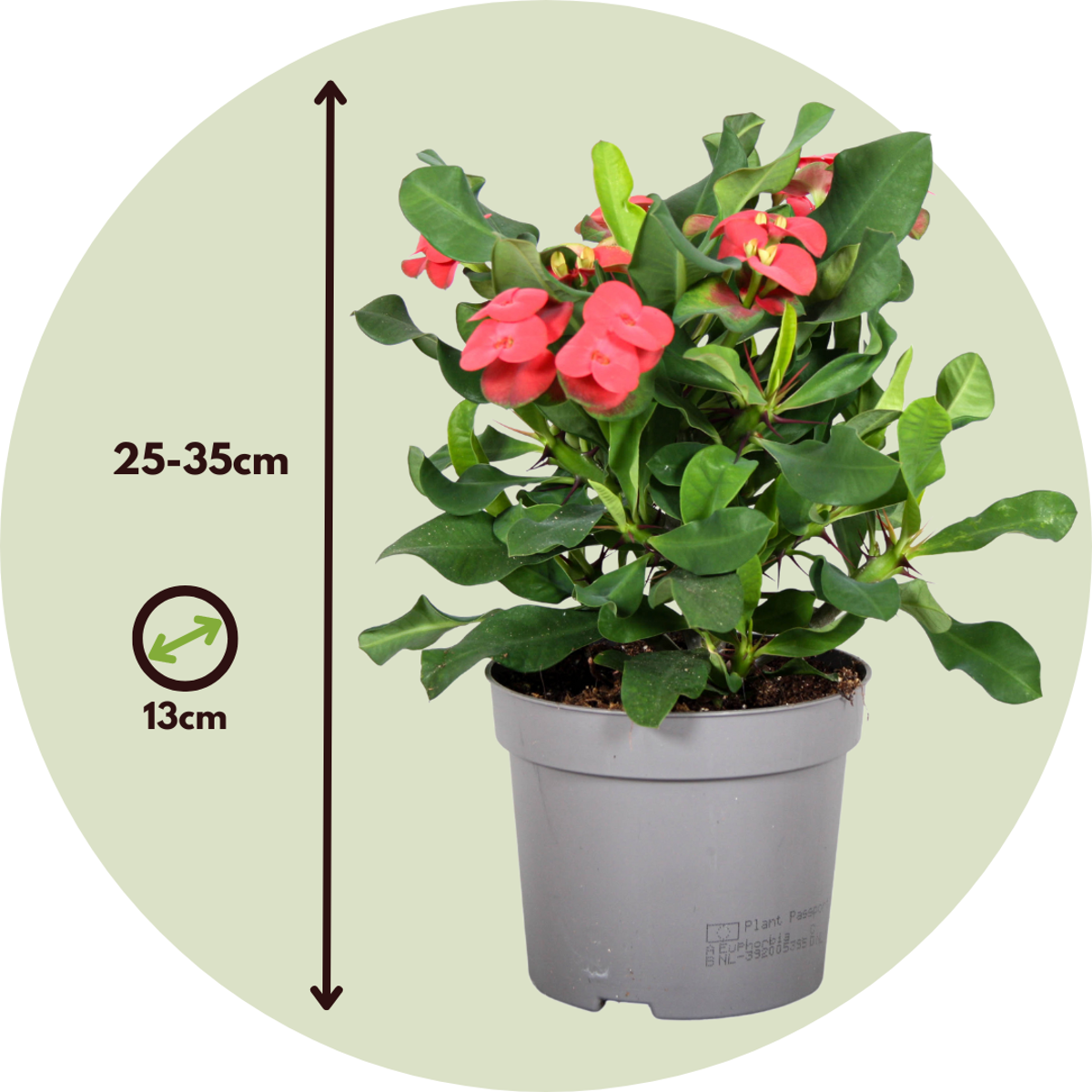 Coronița lui Hristos - Euphorbia 'Milii' - Înălţime 25-35cm - ⌀13cm