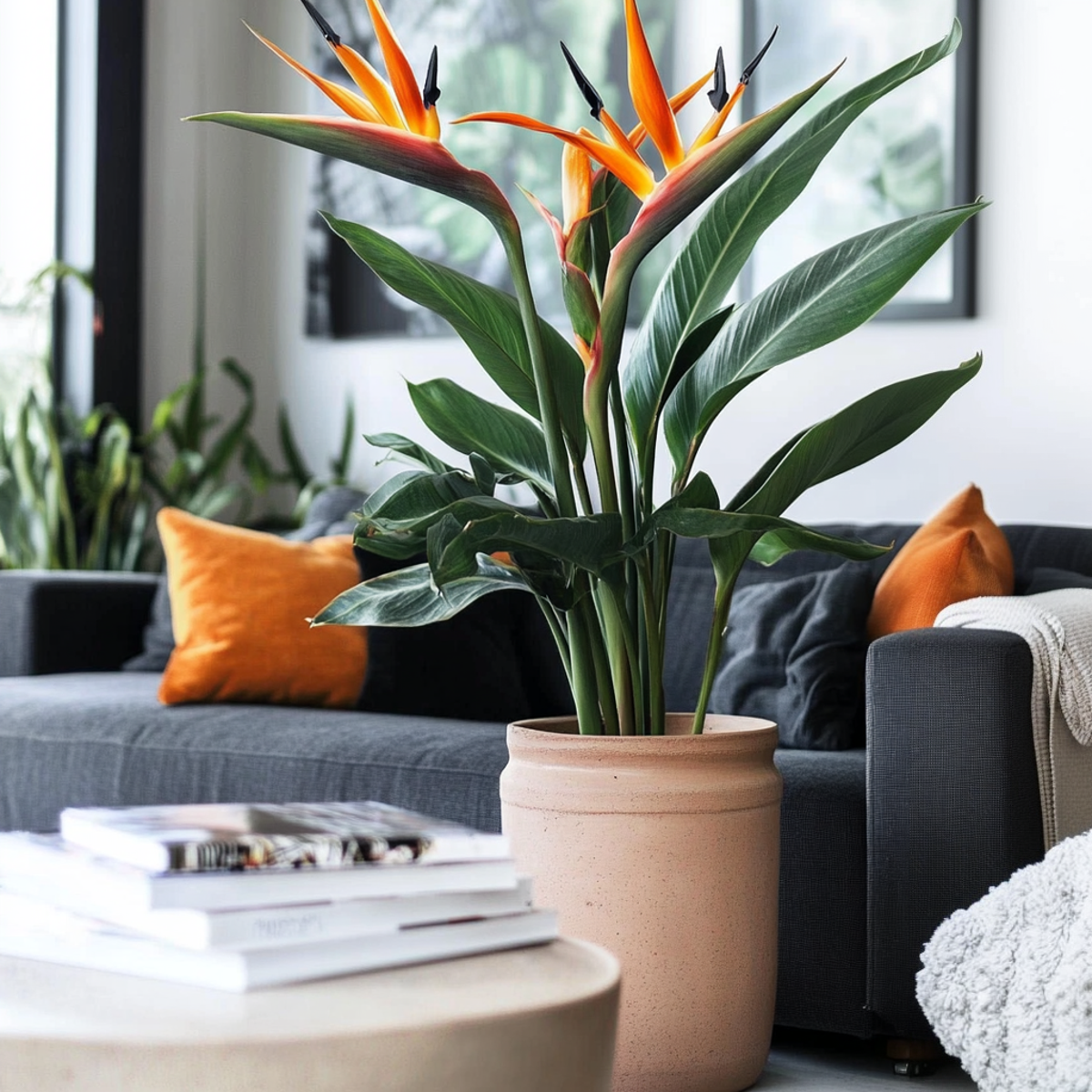 Pasărea paradisului - Strelitzia reginae - cu flori - Înălțime 70-100cm - Ø19cm
