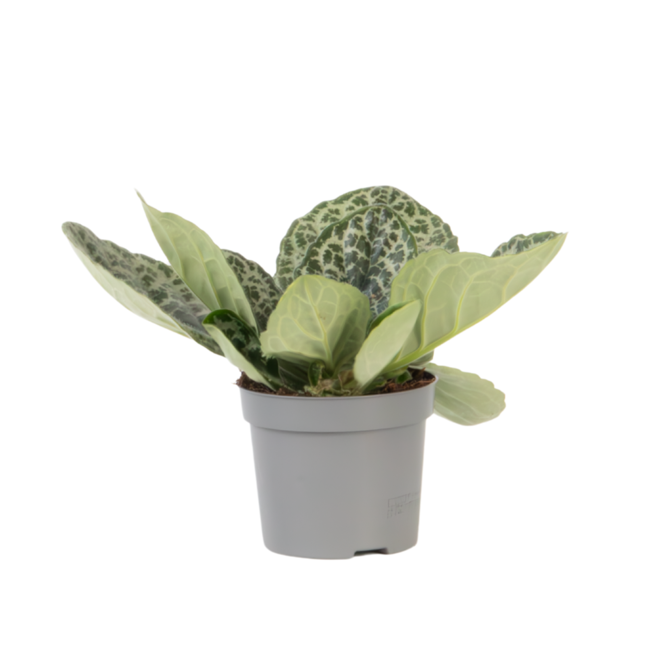 Primula de Cap - Streptocarpus 'Pretty Turtle' - Înălţime 25-35cm - ⌀13cm