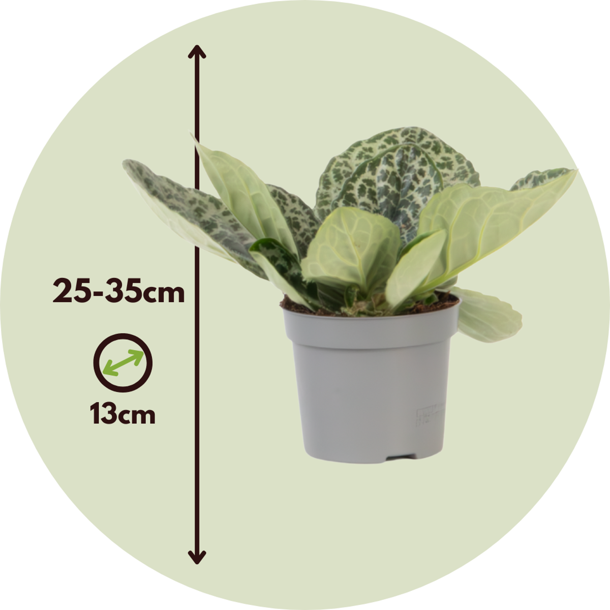 Primula de Cap - Streptocarpus 'Pretty Turtle' - Înălţime 25-35cm - ⌀13cm