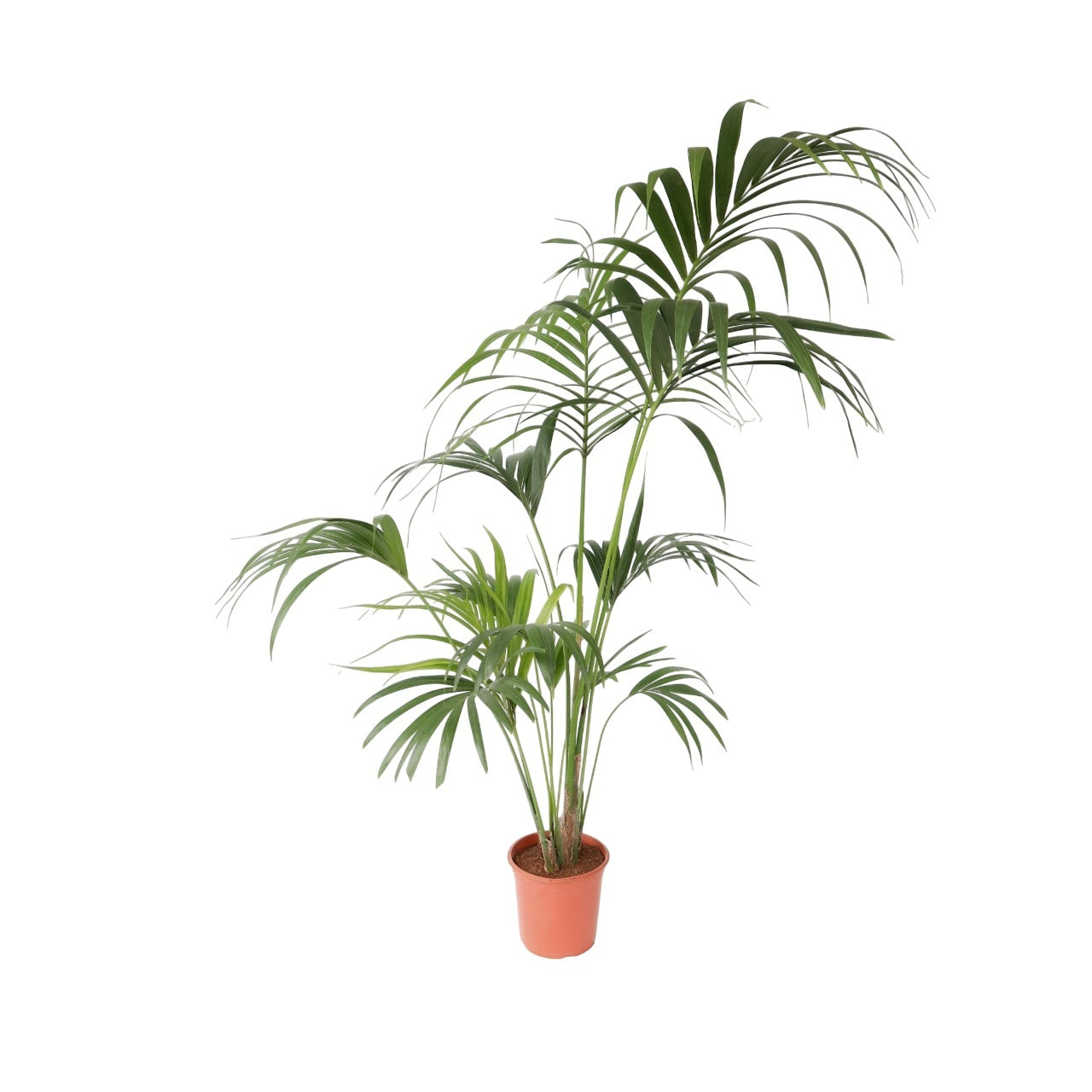 Palmier Kentia - Howea forsteriana - Înălţime 150-170cm - ⌀24cm