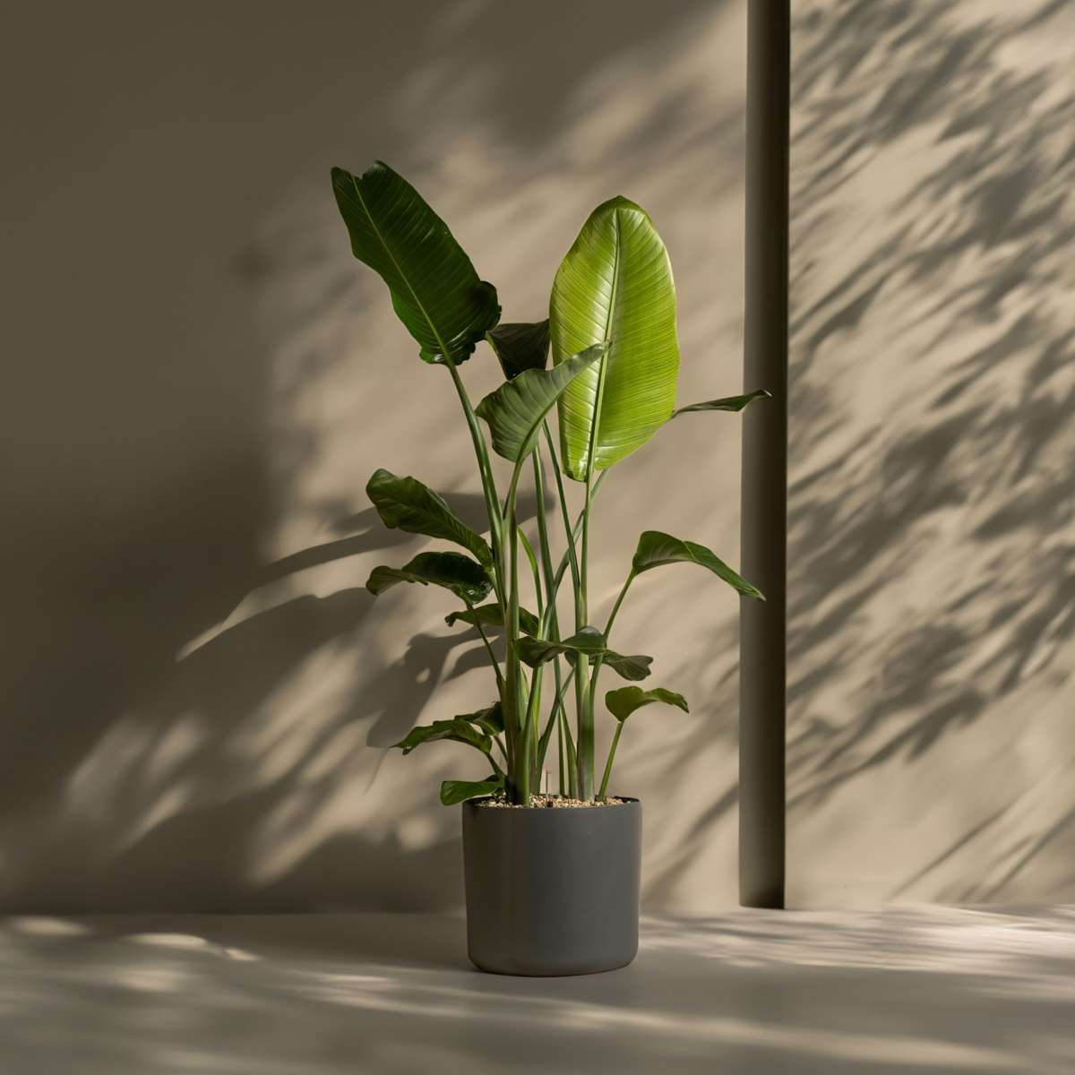 Planta păsării paradisului - Strelitzia nicolai - Înălţime 150-170cm - ⌀28cm