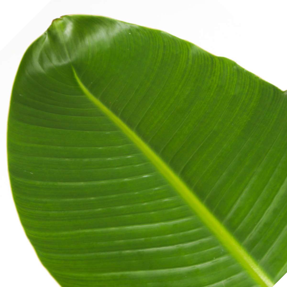 Planta păsării paradisului - Strelitzia nicolai - Înălţime 150-170cm - ⌀28cm