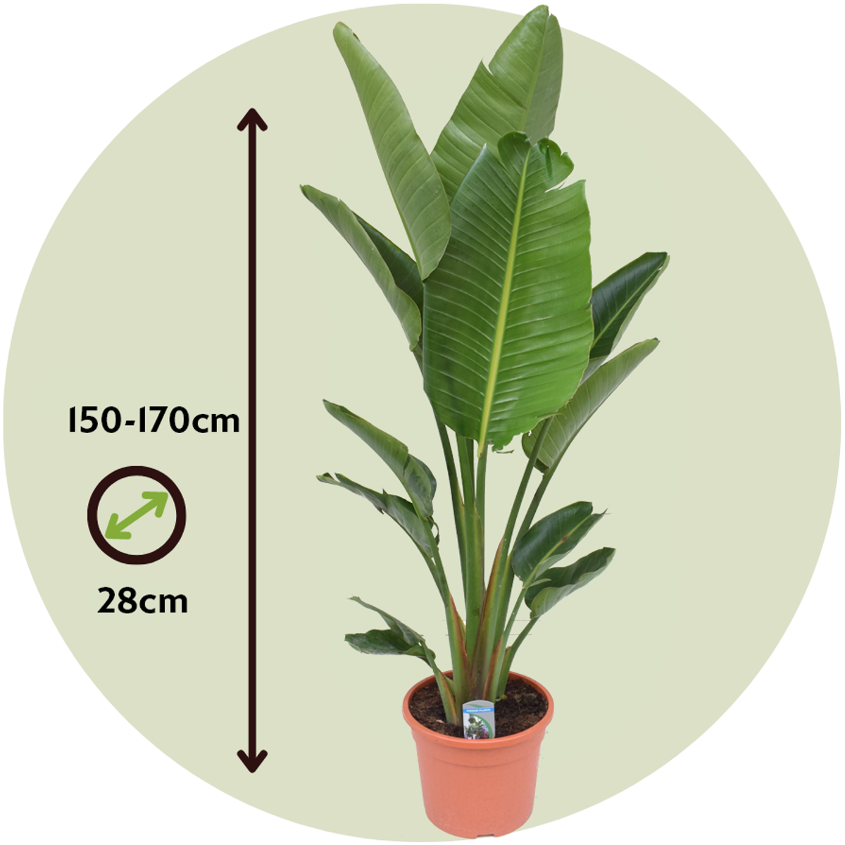 Planta păsării paradisului - Strelitzia nicolai - Înălţime 150-170cm - ⌀28cm