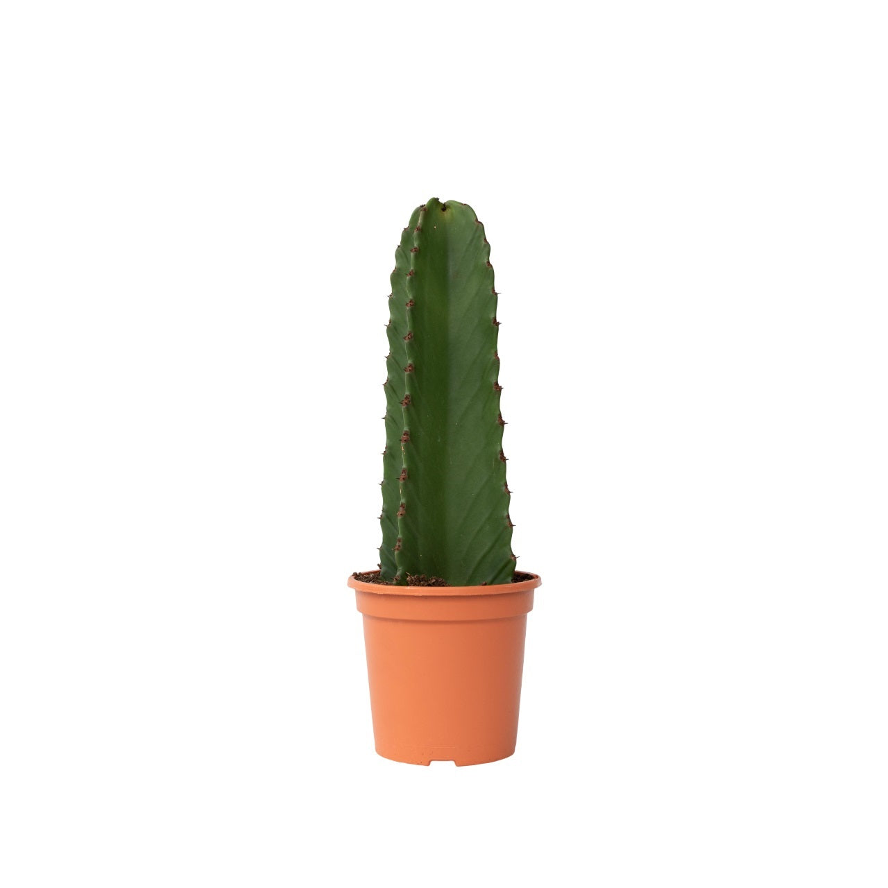 Cactus copacul candelabru - Euphorbia ingens - Înălţime 40-50cm - ⌀18cm
