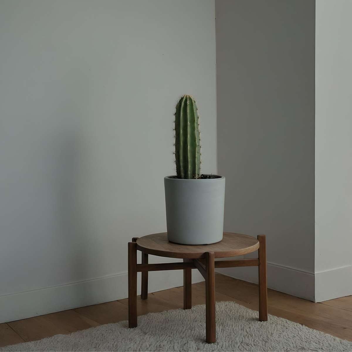 Cactus copacul candelabru - 2 buc - Euphorbia ingens - Înălţime 40-50cm - ⌀18cm