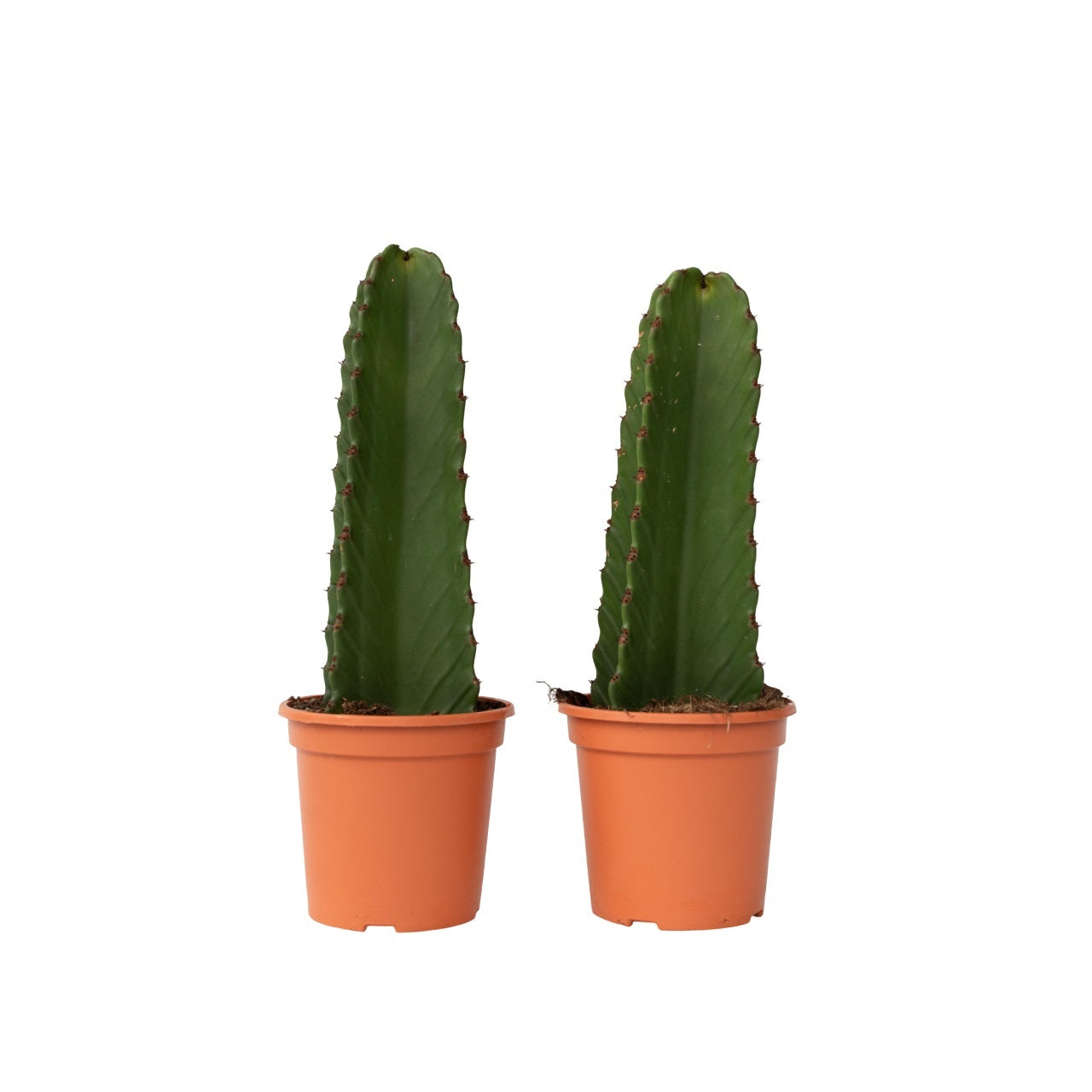Cactus copacul candelabru - 2 buc - Euphorbia ingens - Înălţime 40-50cm - ⌀18cm