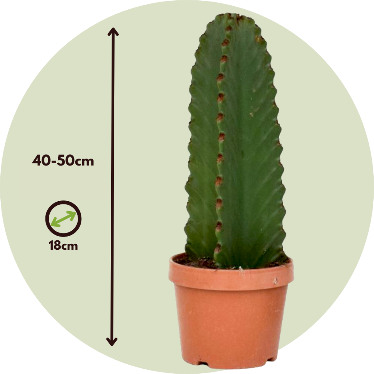 Cactus copacul candelabru - 2 buc - Euphorbia ingens - Înălţime 40-50cm - ⌀18cm