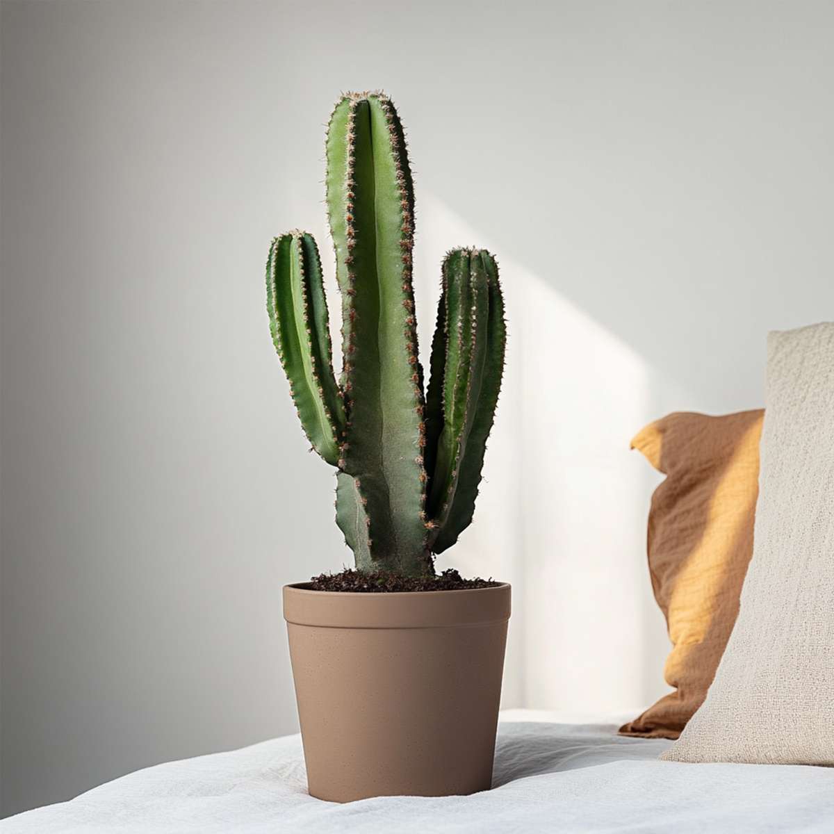 Cactus copacul candelabru - Euphorbia ingens - Înălţime 85-95cm - ⌀24cm