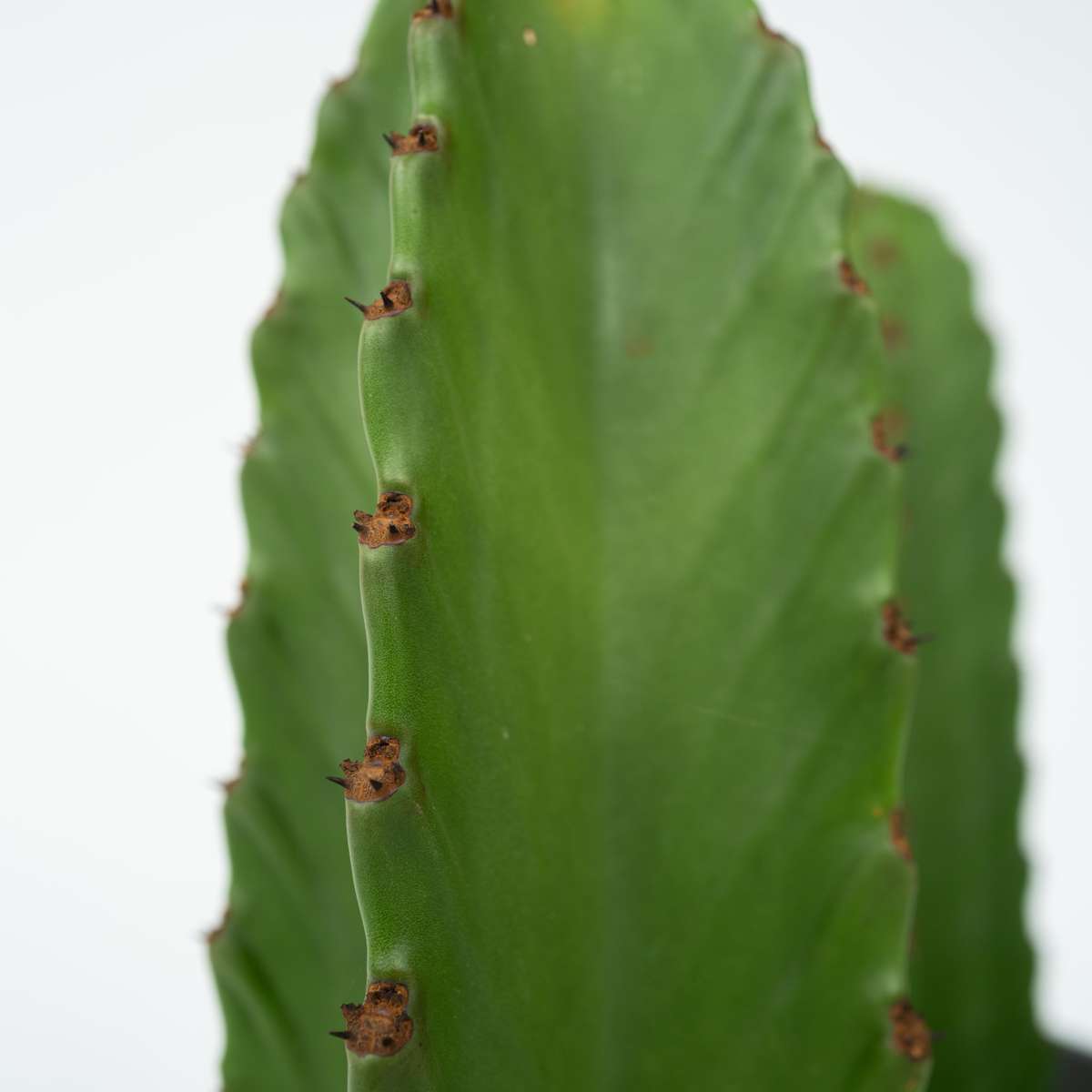 Cactus copacul candelabru - Euphorbia ingens - Înălţime 85-95cm - ⌀24cm