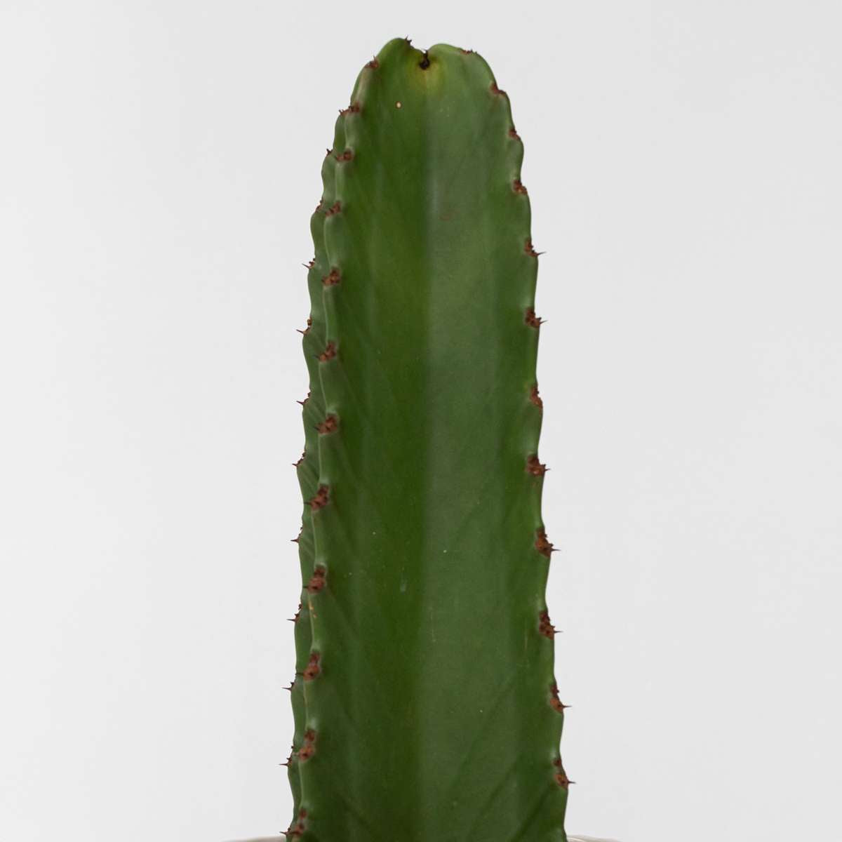 Cactus copacul candelabru - Euphorbia ingens - Înălţime 85-95cm - ⌀24cm