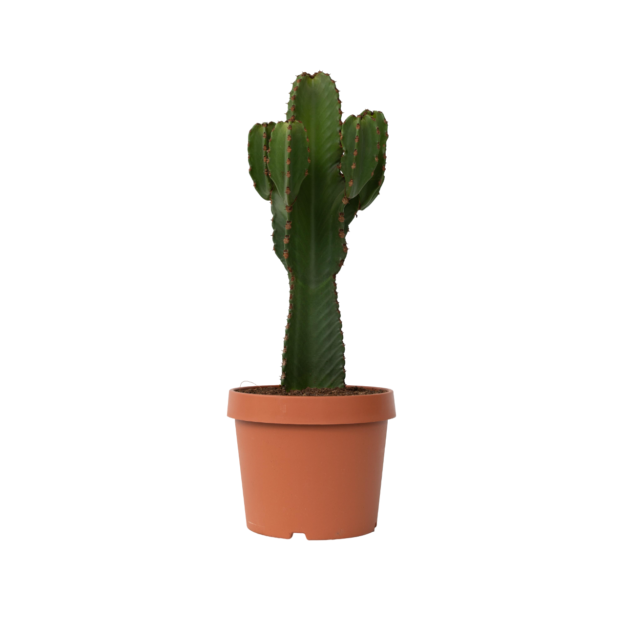 Cactus copacul candelabru - Euphorbia ingens - Înălţime 85-95cm - ⌀24cm