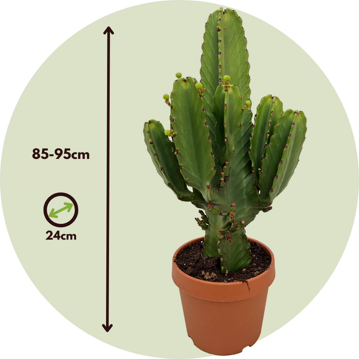 Cactus copacul candelabru - Euphorbia ingens - Înălţime 85-95cm - ⌀24cm