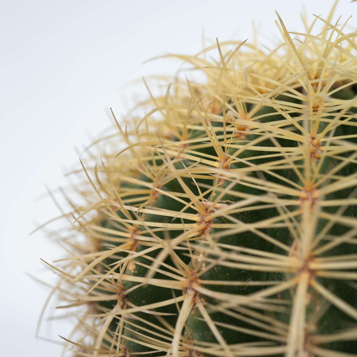 Cactușul Baril De Aur - Echinocactus grusonii - Înălţime 25-35cm - ⌀25cm