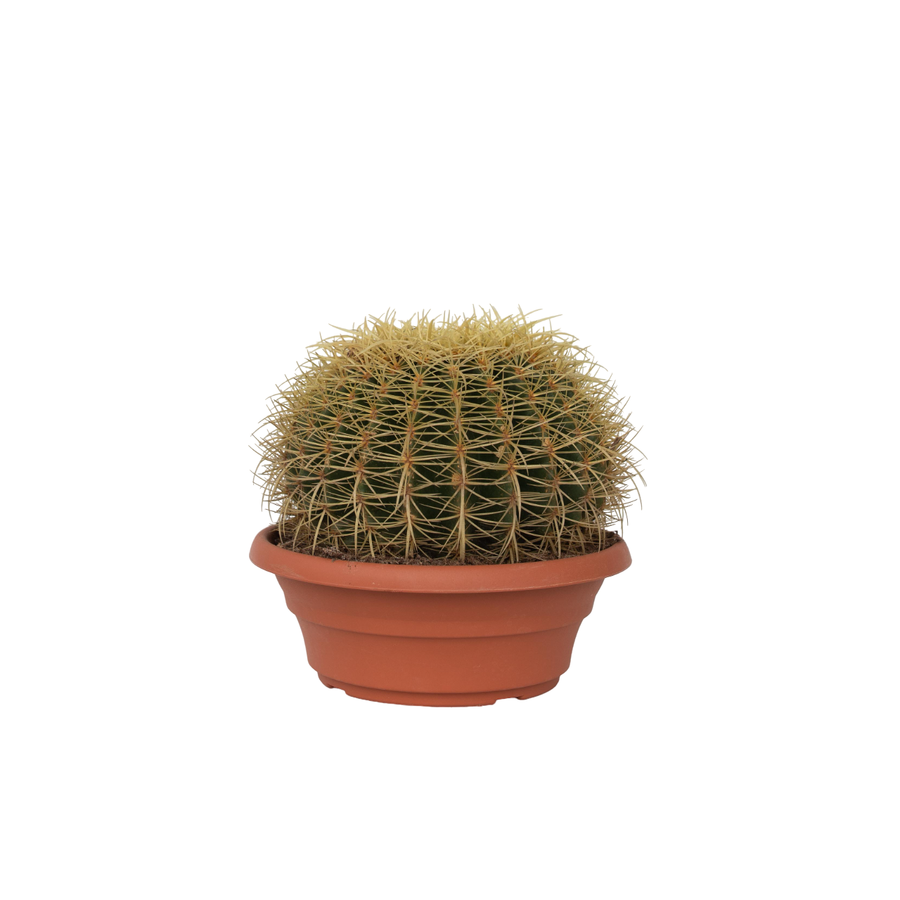 Cactușul Baril De Aur - Echinocactus grusonii - Înălţime 25-35cm - ⌀25cm