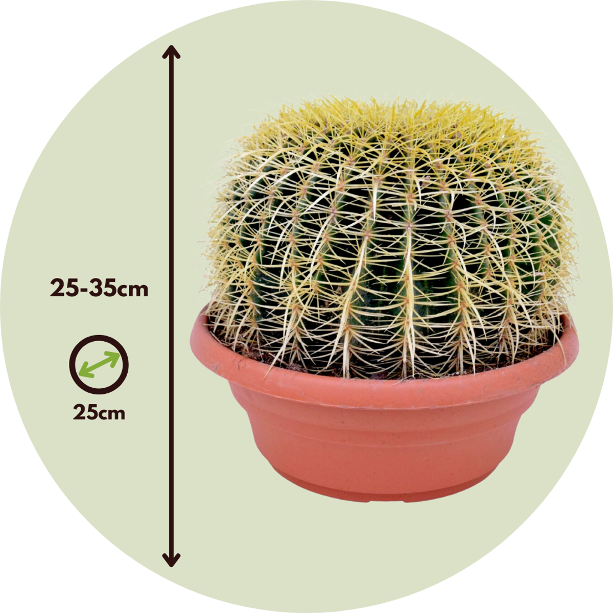 Cactușul Baril De Aur - Echinocactus grusonii - Înălţime 25-35cm - ⌀25cm