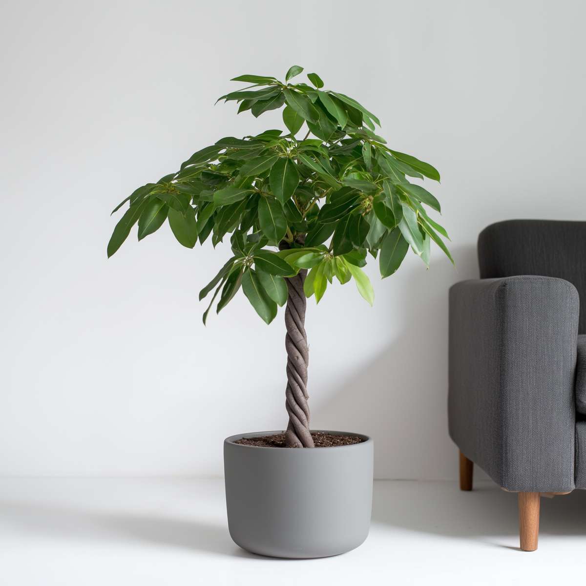 Castan Malabar - Pachira aquatica - Înălţime 100-120cm - ⌀24cm