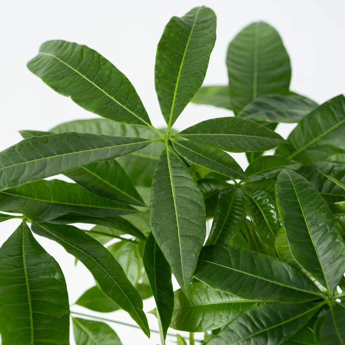 Castan Malabar - Pachira aquatica - Înălţime 100-120cm - ⌀24cm