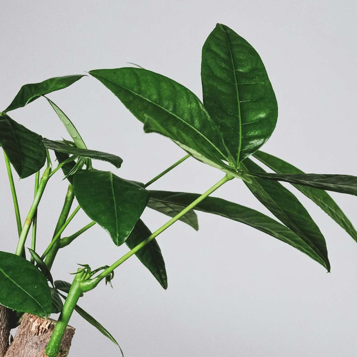 Castan Malabar - Pachira aquatica - Înălţime 100-120cm - ⌀24cm