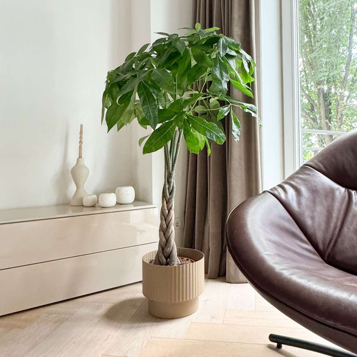 Castan Malabar - Pachira aquatica - Înălţime 100-120cm - ⌀24cm