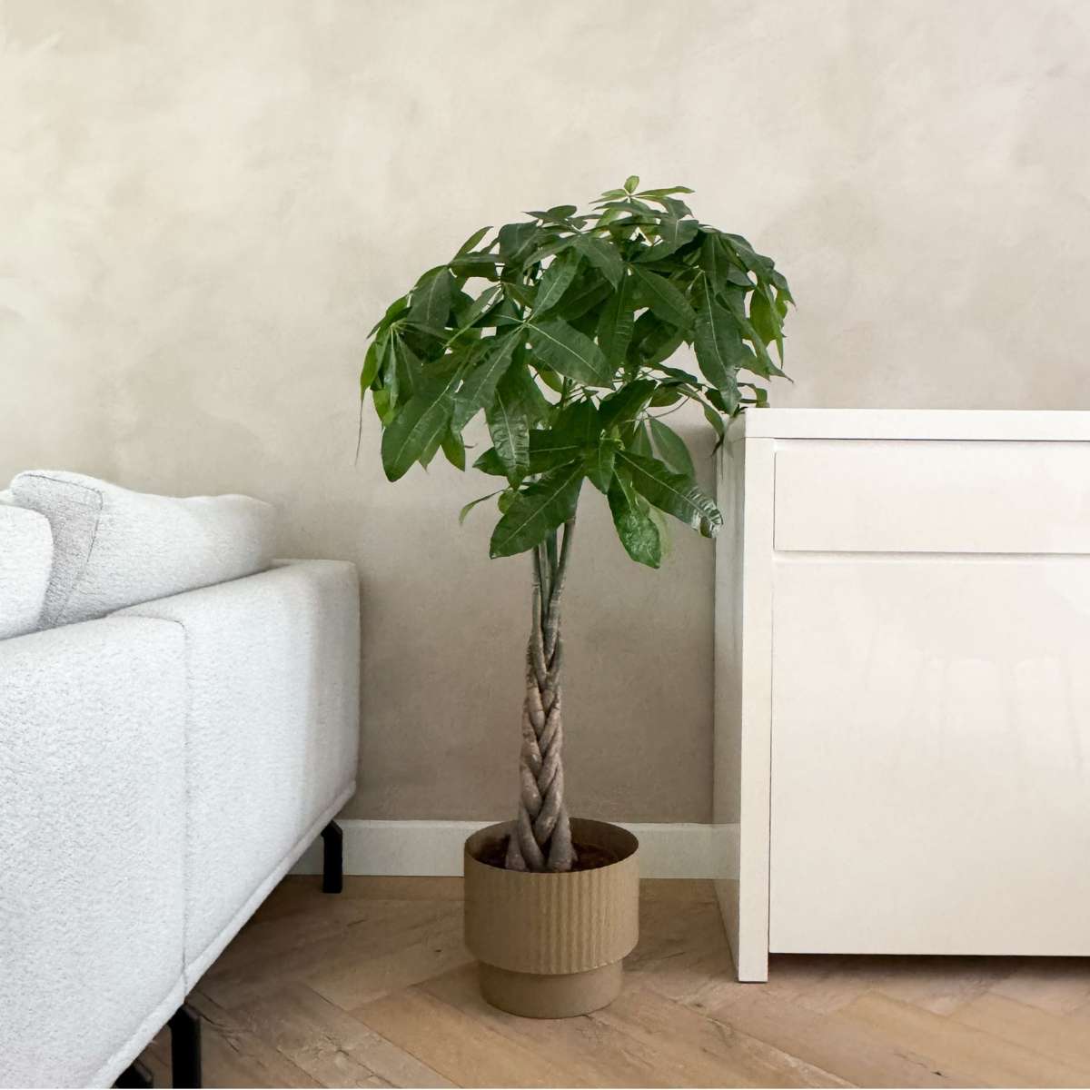 Castan Malabar - Pachira aquatica - Înălţime 100-120cm - ⌀24cm