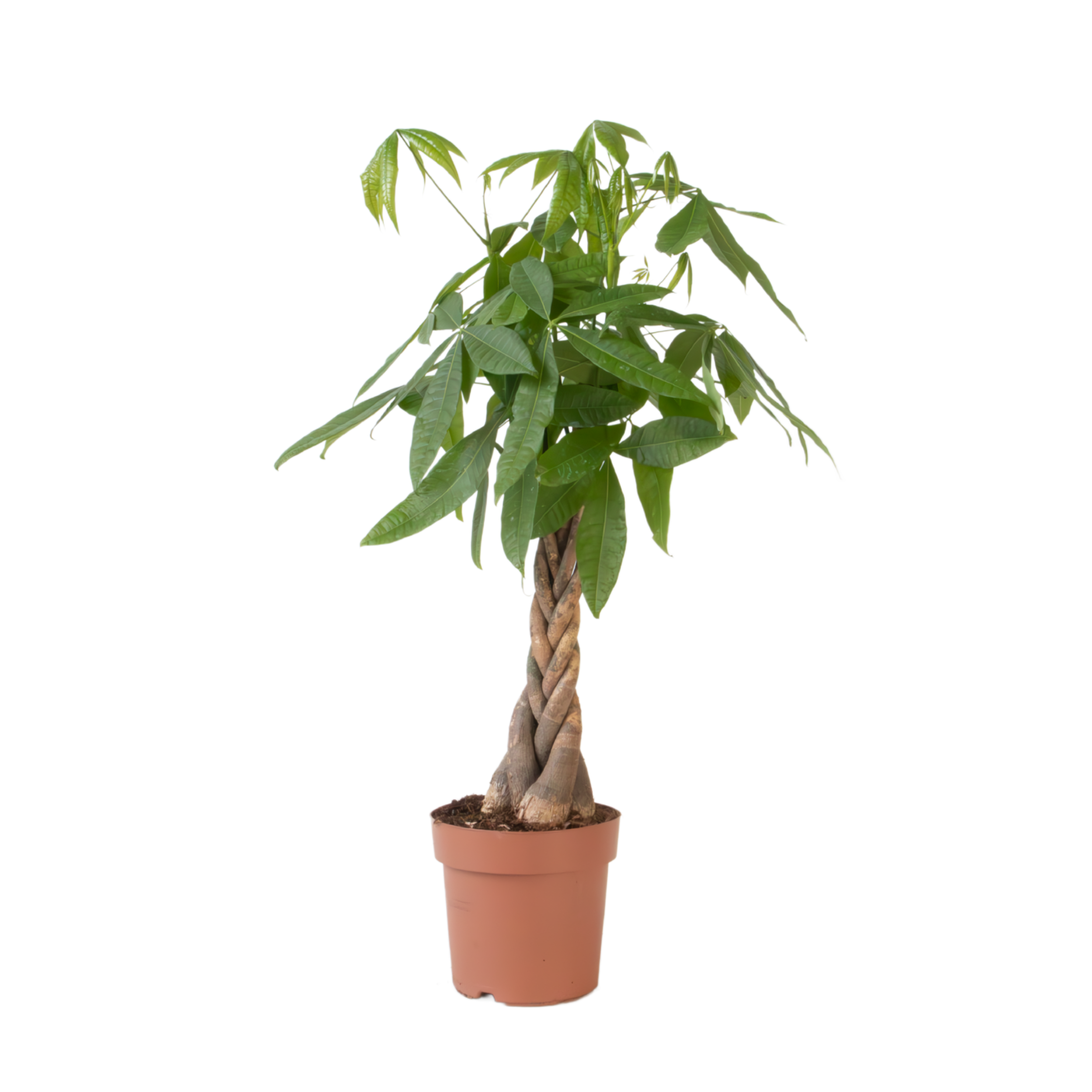 Castan Malabar - Pachira aquatica - Înălţime 100-120cm - ⌀24cm